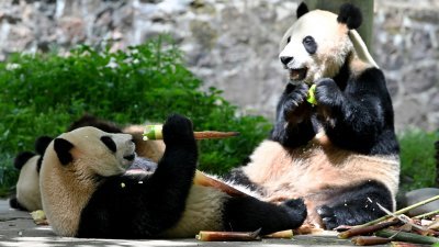 中国延续熊猫外交　金喜与茱萸下周赴西班牙
