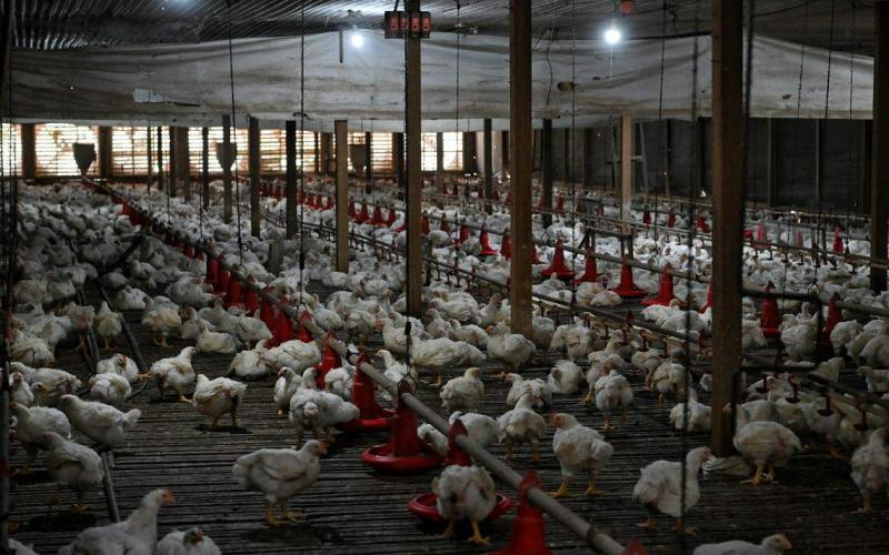 热天影响鸡只成长 柔佛业者：肉鸡供应或减20％