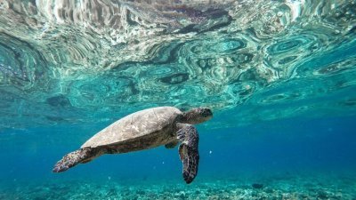 自然遗产棱皮龟绝迹多年　专家促全民保护其他海龟