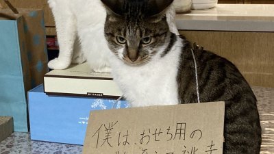 猫咪偷吃虾子被主人“挂牌反省”　任性眼神笑翻网民