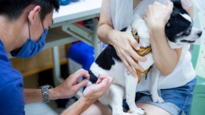 砂拉越狂犬病疫情　死亡率高达90.3%
