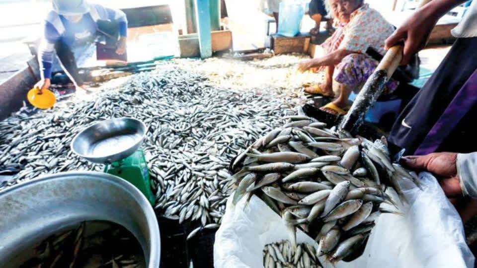 柬农业部：明年鱼类产品出口有望大幅增长！