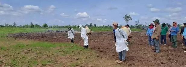 柬埔寨9省农作物遭害虫破坏