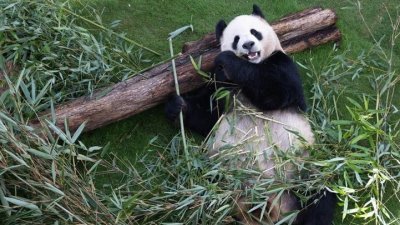 中美签意向书　明年送一对大熊猫到三藩市