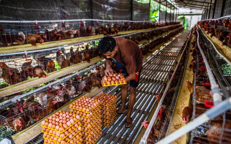 印尼鸡蛋获准进口 来源地增至18个
